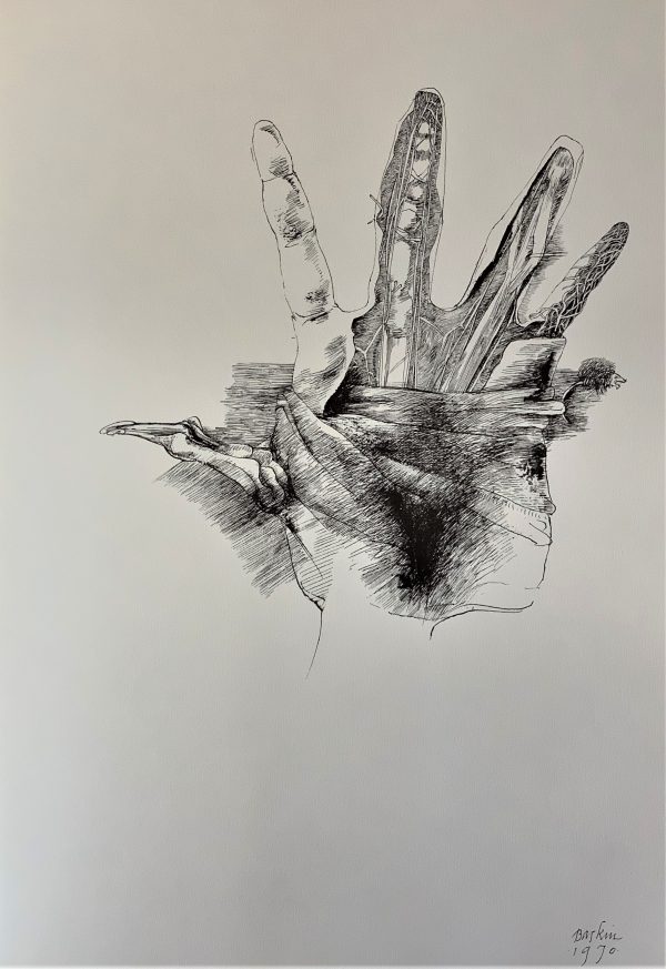 Ars Anatomica Portfolio Plate V