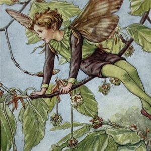 Beech Tree Fairy