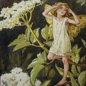 Elder Tree Fairy