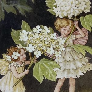 Guelder Rose Fairy