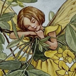 Laburnum Fairy