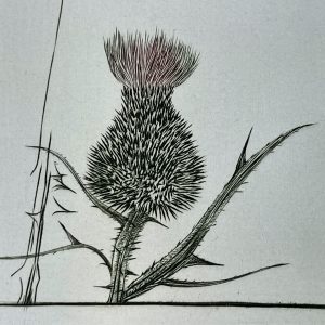 Thistle