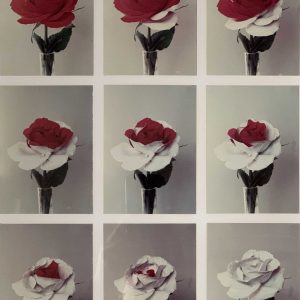 Red Rose to White