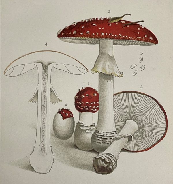 Aminita Muscaria, Linnæus (Mushrooms)